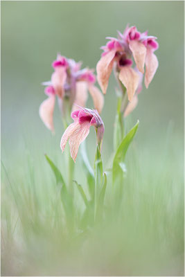 Verkannter Zungenstendel (Serapias neglecta), Frankreich, Var