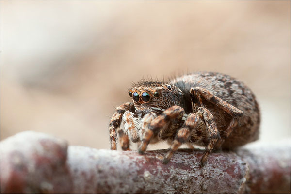 unbekannte Springspinne, Schweiz, Wallis