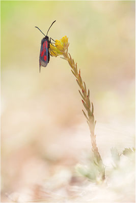Südliches Platterbsen-Widderchen (Zygaena romeo), Schweiz, Wallis
