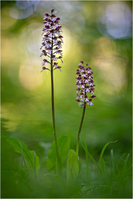 Purpur-Knabenkraut (Orchis purpurea), Deutschland, Baden-Württemberg