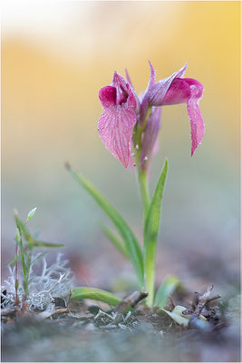 Verkannter Zungenstendel (Serapias neglecta), Frankreich, Var