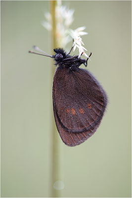 Kleiner Mohrenfalter (Erebia melampus), Italien, Region Aostatal, 2000m