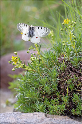 Hochalpen-Apollo (Parnassius phoebus), Italien, Region Aostatal