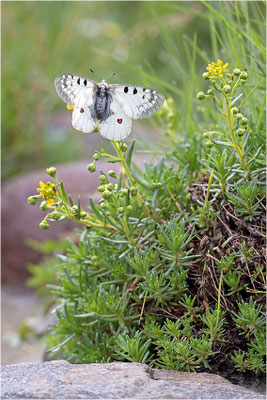 Hochalpen-Apollo (Parnassius phoebus), Italien, Region Aostatal