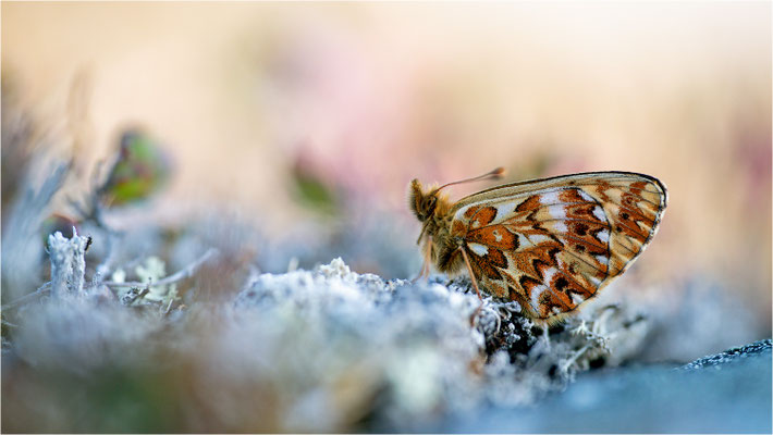 Freijas Perlmuttfalter (Boloria freija), Norwegen, Troms og Finnmark