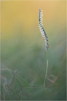 Herbst-Drehwurz (Spiranthes spiralis), Frankreich, Alsace