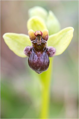 Ophrys bombyliflora