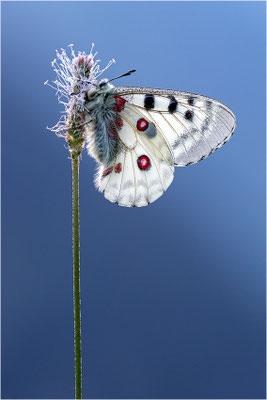 Roter Apollo (Parnassius apollo pyrenaicus), Frankreich, Dep. Hautes-Pyrénées