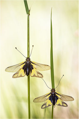 Libellen-Schmetterlingshaft (Libelloides coccajus), Schweiz, Wallis