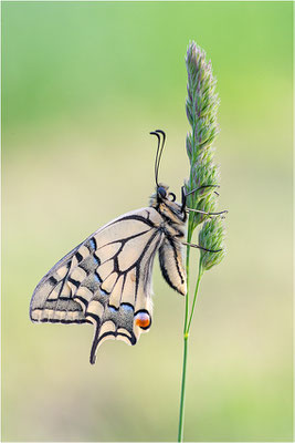 Schwalbenschwanz (Papilio machaon), Deutschland, Baden-Württemberg