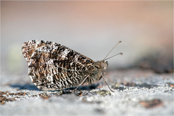 Rostbinde (Hipparchia semele), Aland, Finnland