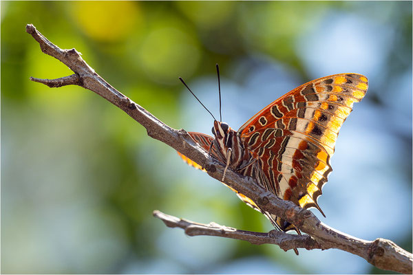 Erdbeerbaumfalter (Charaxes jasius), Frankreich, Ardèche