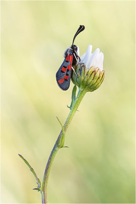 Zygaena rhadamanthus, Frankreich, Ardèche