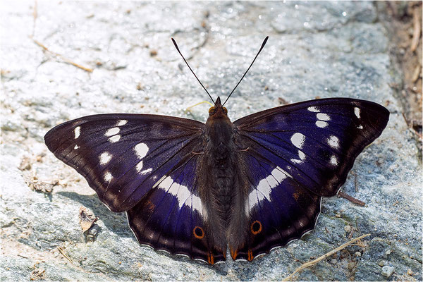 Großer Schillerfalter (Apatura iris), Männchen, Italien, Sondrio