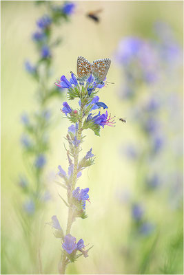 Himmelblauer Bläuling (Polyommatus bellargus), Paarung, Deutschland, Baden-Württemberg