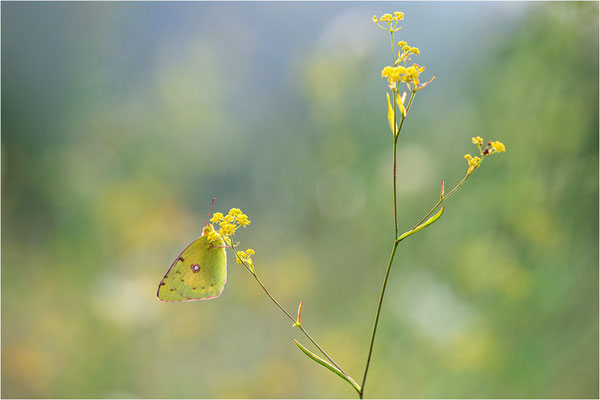 Hufeisenklee-Gelbling/Goldene Acht (Colias alfacariensis/Colias hyale), Spanien, Pyrenäen, Prov. Lleida