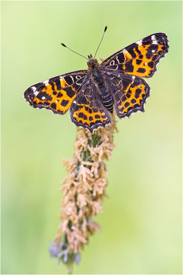 Landkärtchen (Araschnia levana), Frühjahrsform, Deutschland, Baden-Württemberg