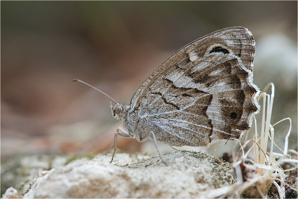 Hipparchia fidia, Frankreich Dep. Var