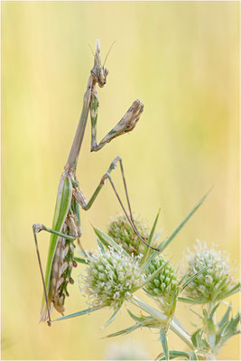 Hauben-Fangschrecke (Empusa pennata), Weibchen, Frankreich, Drôme
