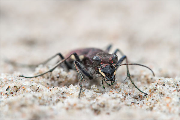 Heide-Sandlaufkäfer (Cicindela sylvatica), Schweden, Farö