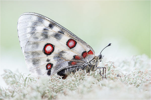 Roter Apollo (Parnassius apollo apollo), Schweden, Småland