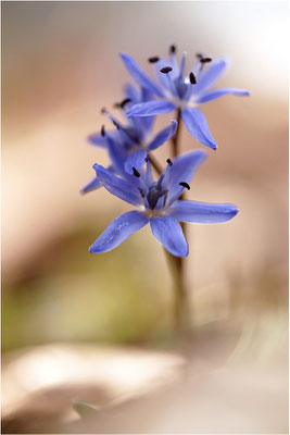 Zweiblättriger Blaustern (Scilla bifolia), Deutschland, Baden-Württemberg