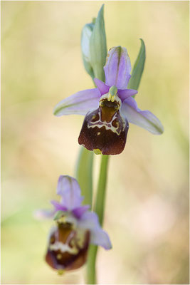 Ophrys fuciflora