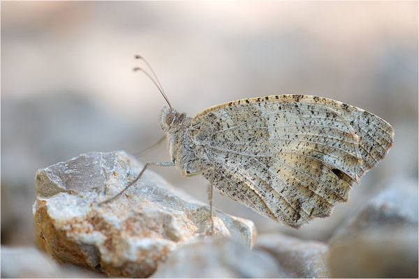 Berghexe (Chazara briseis), Weibchen, Frankreich, Dep. Drôme