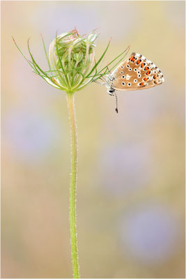 Polyommatus hispana
