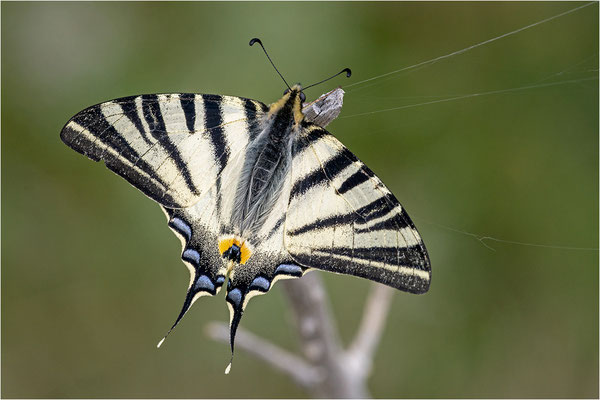 Segelfalter (Iphiclides podalirius), Frankreich, Ardèche