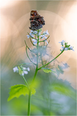 Landkärtchen (Araschnia levana), Frühjahrsform, Deutschland, Baden-Württemberg