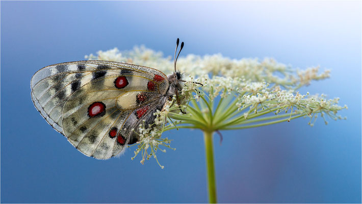 Roter Apollo (Parnassius apollo provincialis), Frankreich, Dep. Alpes-Maritimes