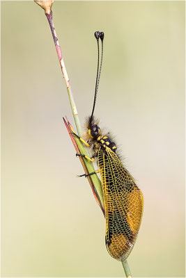 Langfühleriger Schmetterlingshaft (Libelloides longicornis), Weibchen, Italien, Region Aostatal