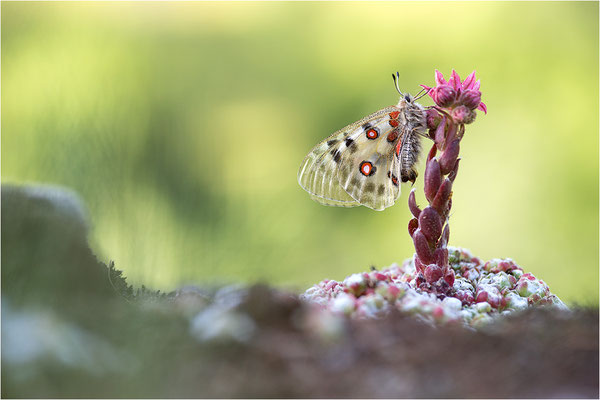 Roter Apollo (Parnassius apollo valdierensis), Italien, Piemont