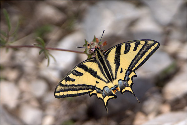 Südlicher Schwalbenschwanz (Papilio alexanor destelensis), Männchen, Frankreich, Var