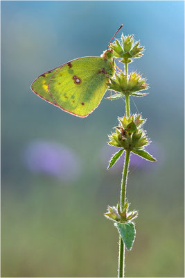 Hufeisenklee-Gelbling/Goldene Acht (Colias alfacariensis/Colias hyale), Spanien, Pyrenäen, Prov. Lleida