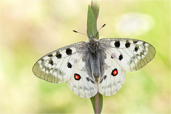 Roter Apollo (Parnassius apollo valesiacus), Schweiz, Kanton Wallis