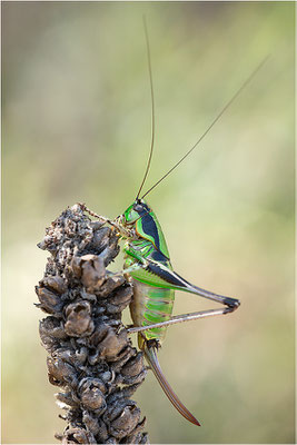 Grüne Strauchschrecke (Eupholidoptera chabrieri), Frankreich, Drôme