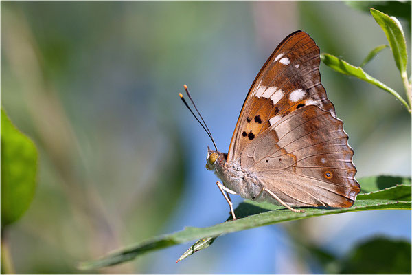 Kleiner Schillerfalter (Apatura ilia), Männchen, Deutschland, Baden-Württemberg