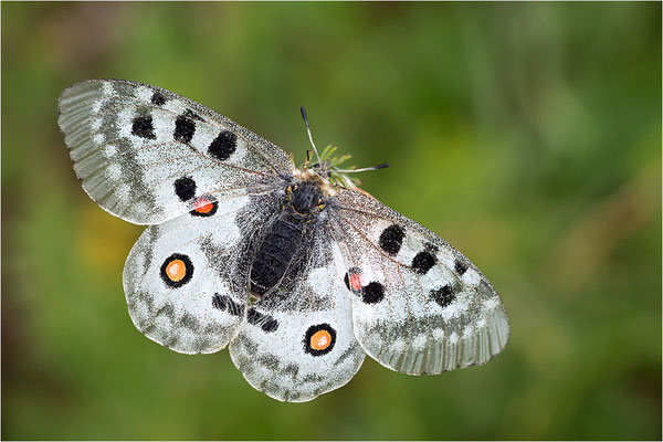 Roter Apollo (Parnassius apollo pedemontanus), Italien, Region Aostatal, 2.500m