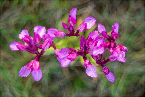 Großblütige Schmetterlings-Hundswurz (Anacamptis papilionacea expansa), Dep. Aveyron, Frankreich
