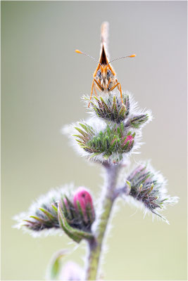 Wegerich-Scheckenfalter (Melitaea cinxia), Schweden, Gotland