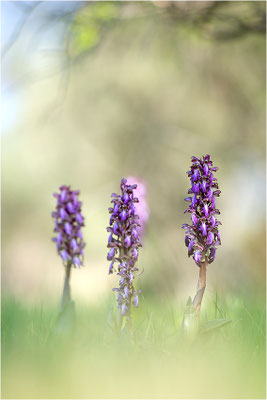Riesen-Knabenkraut (Himantoglossum robertianum), Provence, Frankreich