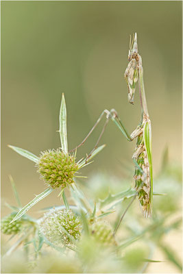Hauben-Fangschrecke (Empusa pennata), Weibchen, Frankreich, Drôme
