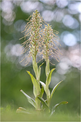 Bocks-Riemenzunge (Himantoglossum hircinum), Deutschland, Baden-Württemberg