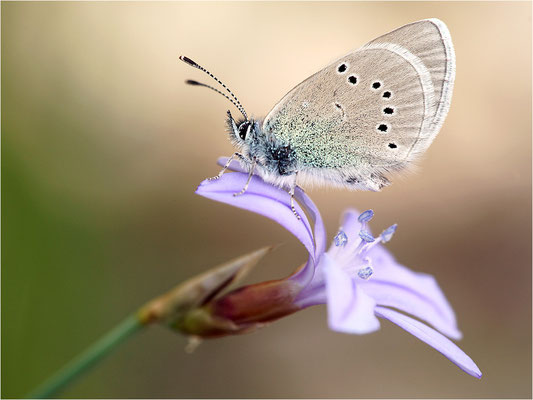 Alexis-Bläuling (Glaucopsyche alexis), Frankreich, Ardèche