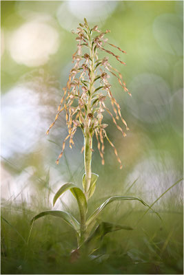Bocks-Riemenzunge (Himantoglossum hircinum), Deutschland, Baden-Württemberg