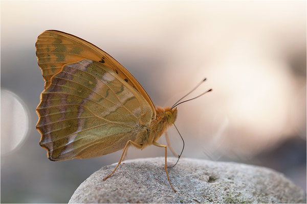 Kaisermantel (Argynnis paphia), Männchen, Frankreich, Ardèche