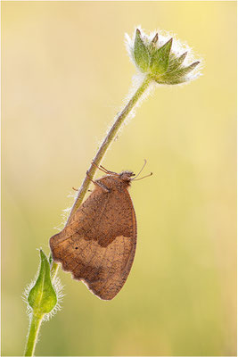 Großes Ochsenauge (Maniola jurtina), Deutschland, Baden-Württemberg