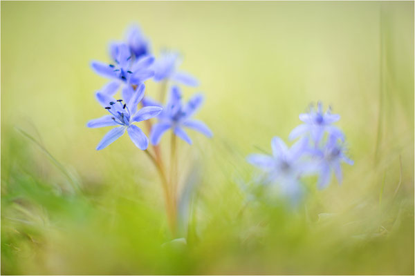 Zweiblättriger Blaustern (Scilla bifolia), Deutschland, Baden-Württemberg